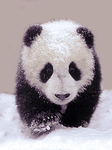 pic for PANDA