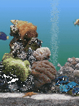 pic for aquarium