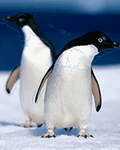 pic for penguins